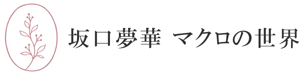 写真家 坂口夢華